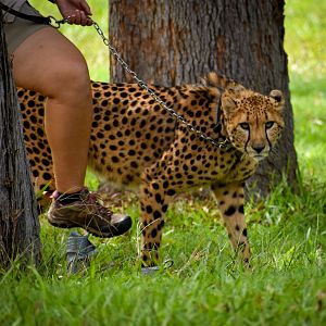 Cheetah (Acinonyx jubatus)