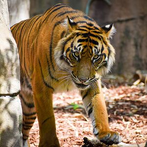 Sumatran Tiger (Panthera tigris sumatrae)