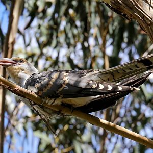 Channel-billed Cuckoo juvenile