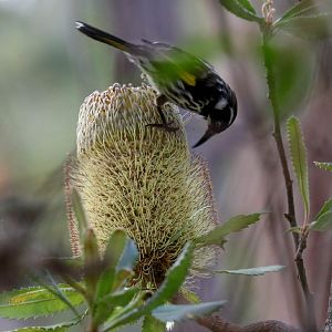 New Holland Honeyeater