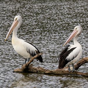Australian Pelicans
