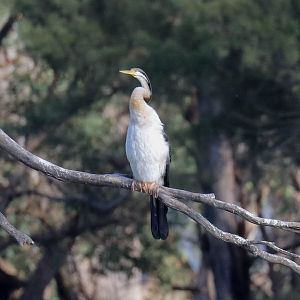 Australian Darter