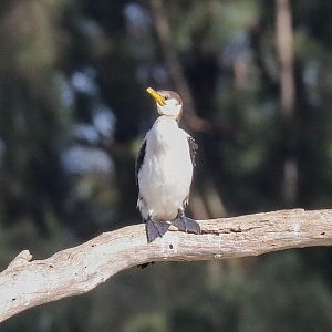 Little Pied Cormorant