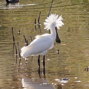 Royal Spoonbill