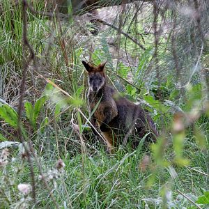Swamp Wallaby