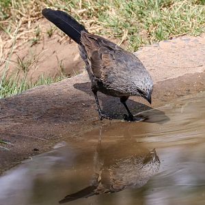Apostlebird