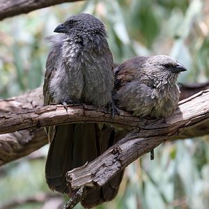 Apostlebirds