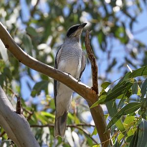 Black-faced Cuckoo-shrike juvenile