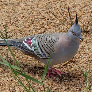 Crested Pigeon