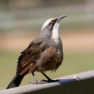 Grey-crowned Babbler