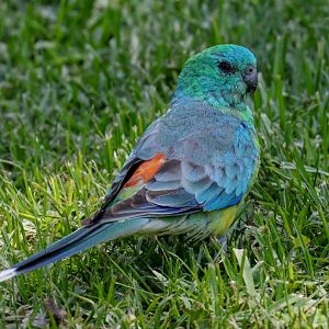 Red-rumped Parrot