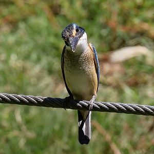 Sacred Kingfisher juvenile