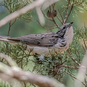 Striped Honeyeater