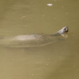 Short-necked Turtle