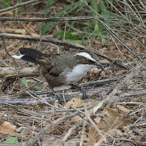 White-browed Babbler