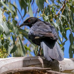 White-winged Chough