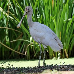 Yellow-billed Spoonbill
