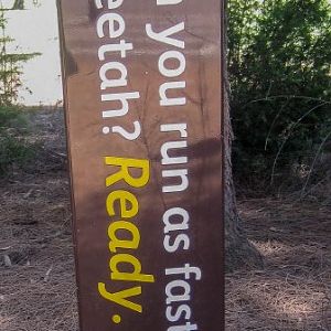 Cheetah speed graphic #1