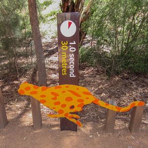 Cheetah speed graphic #3