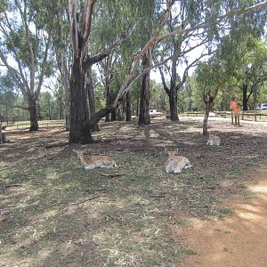 Fallow Deer walkthrough exhibit