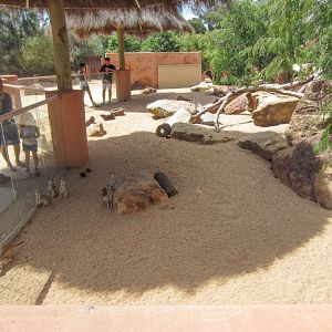 Meerkat enclosure