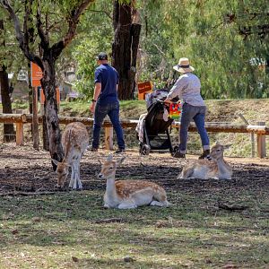 Fallow Deer walkthrough