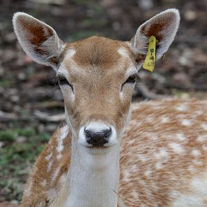 Fallow Deer