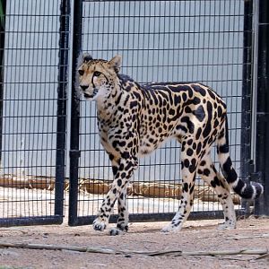 King Cheetah