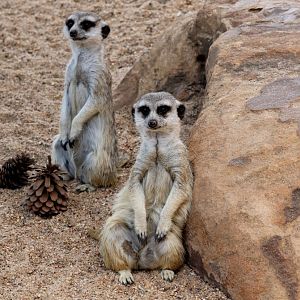 Meerkat
