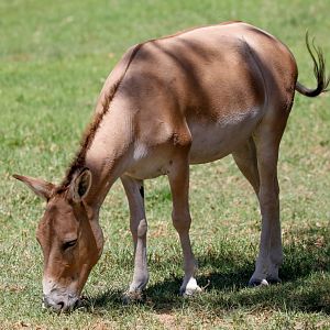 Persian Onager