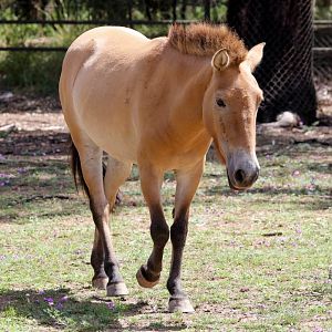 Przewalski Horse