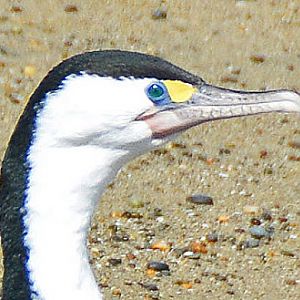 Adult pied cormorant portrait.