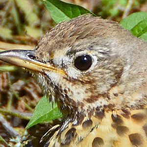 Song thrush portrait.