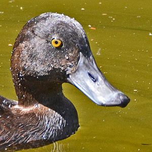Scaup portrait.