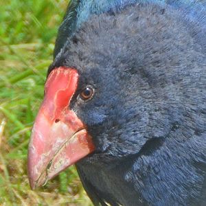 Takahe portrait.