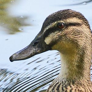 Grey duck portrait.