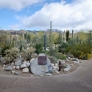 boojum garden (snow behind)