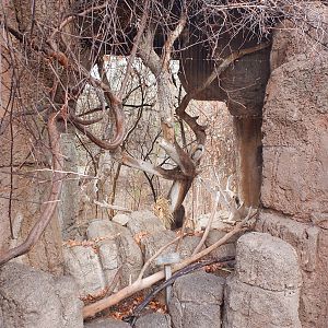 empty aviary in Mountain Woodlands