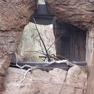 empty aviary in Mountain Woodlands