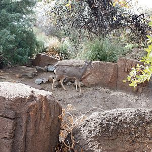 mule deer exhibit (former white tailed)