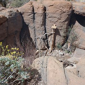 new fox exhibit (formerly empty)