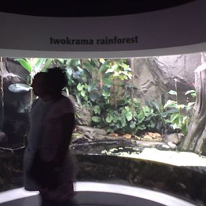 Iwokrama rainforest