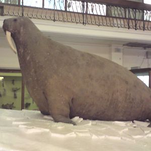 Over-stuffed walrus