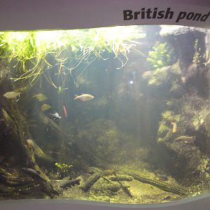 British pond life, fish tank