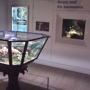Entrance gallery for aquarium