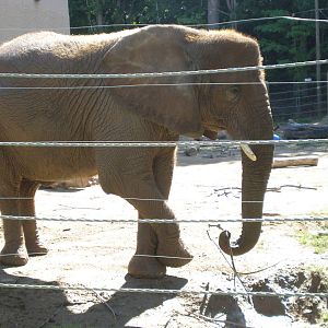 African Elephant - Seneca Park Zoo AUG07
