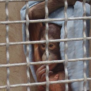 Baby Orangutan 2yrs- Seneca Park Zoo AUG06