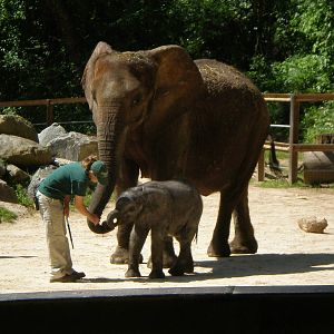 African Elephant w 2mnth baby- Maryland Zoo Late MAY08-Early JUN08