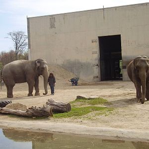 Asian Elephants- Buttonwood Zoo MAY07