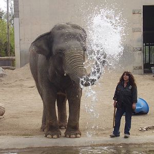Asian Elephants- Buttonwood Zoo MAY07